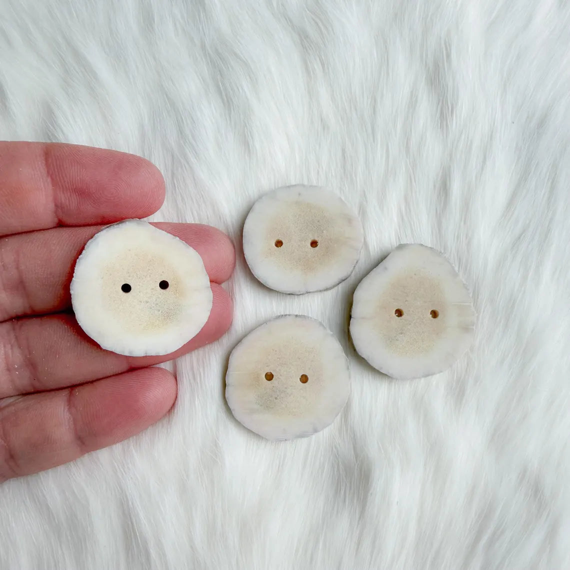 Northern Antlers - Moose Antler Buttons